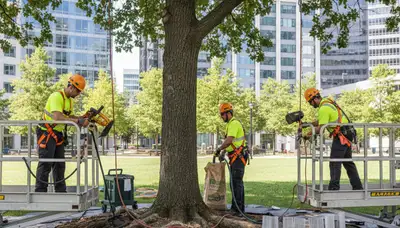 Root protection service for trees in Charleston, SC to support healthy roots and stability