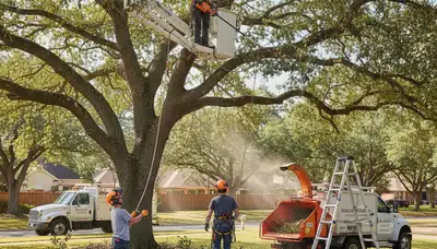 Charleston, SC arborist pruning tree branches for safer, healthier growth