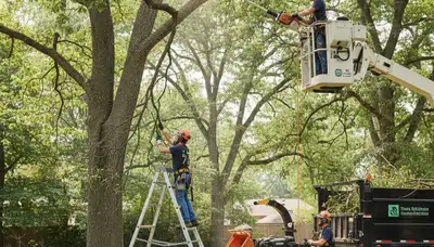 Charleston arborist pruning a tree in Charleston, SC for safer, healthier growth
