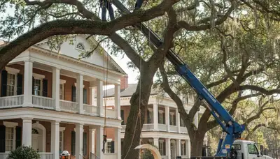 Charleston, SC tree service crew performing professional tree removal and pruning for homeowners