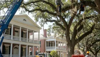 Charleston, SC tree service crew providing professional tree care for residential and commercial properties