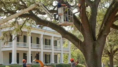 Tree service crew in Charleston, SC handling professional tree removal and trimming safely