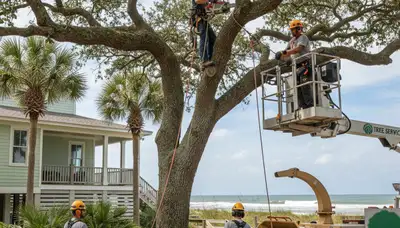 Charleston, SC tree service crew providing professional tree trimming and removal for local properties
