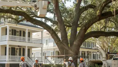 Charleston, SC tree service team providing professional tree trimming and removal for local properties