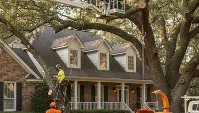 Tree service crew in Charleston, SC trimming and removing trees for residential properties