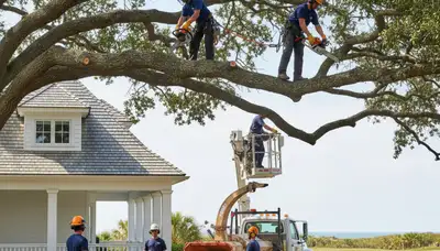 Tree service crew in Charleston, SC performing professional tree trimming and removal work