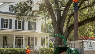 Tree service crew in Charleston, SC providing professional tree care and removal services
