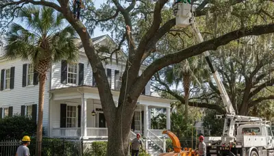 Tree service crew in Charleston, SC providing professional tree removal and trimming services