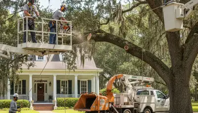 Tree service crew in Charleston, SC performing professional tree care for residential properties