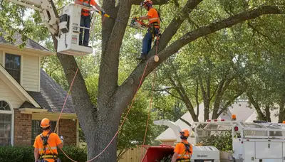Tree service crew trimming a tree in Charleston, SC for safety and healthy growth
