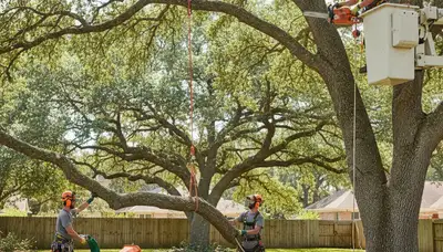 Charleston, SC tree trimming service for healthier, safer trees and a well-shaped landscape